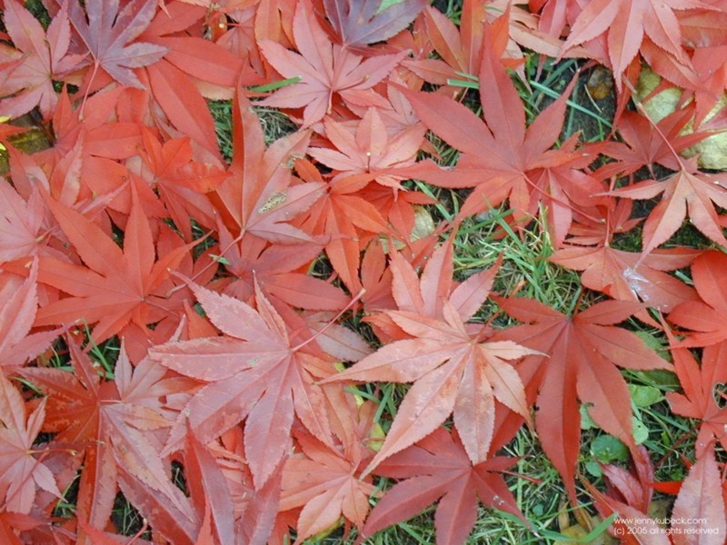 red japanese maple leaves. Tags: Japanese maple leaves